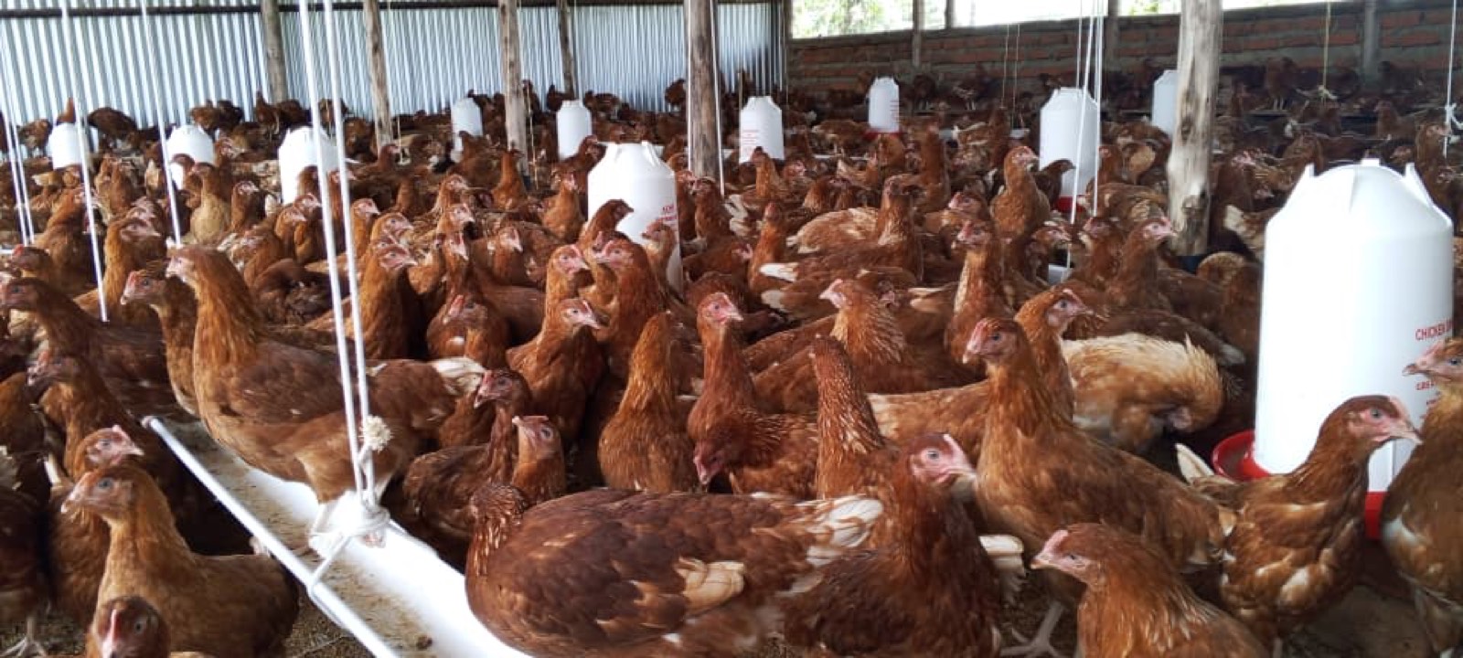 Kroiler Farming Uganda